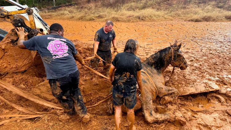 3 horses rescued in Blount Co. after they were stuck in mud | wbir.com