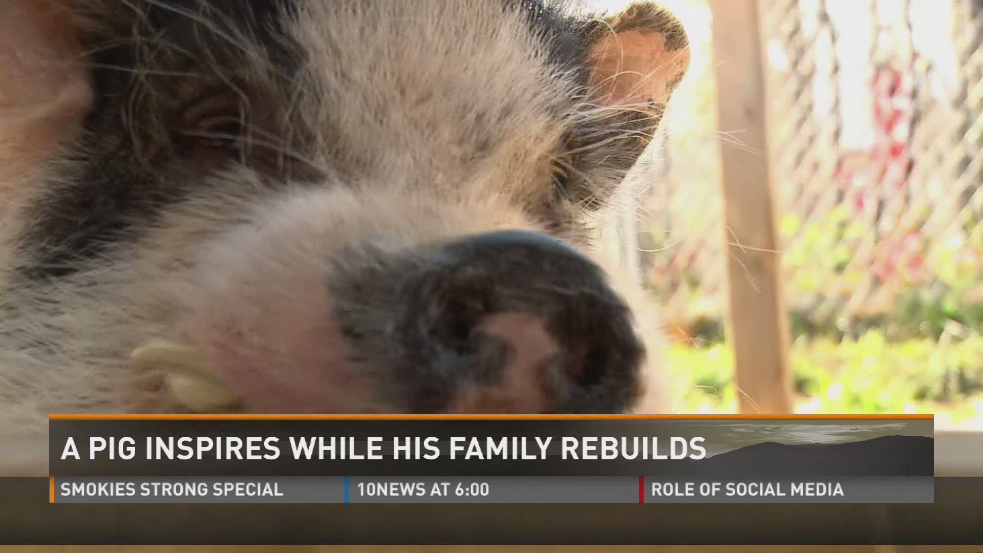 Nov. 27, 2017: Charles the pig survived a wildfire disaster, and has served as a beacon of hope for East Tennessee.