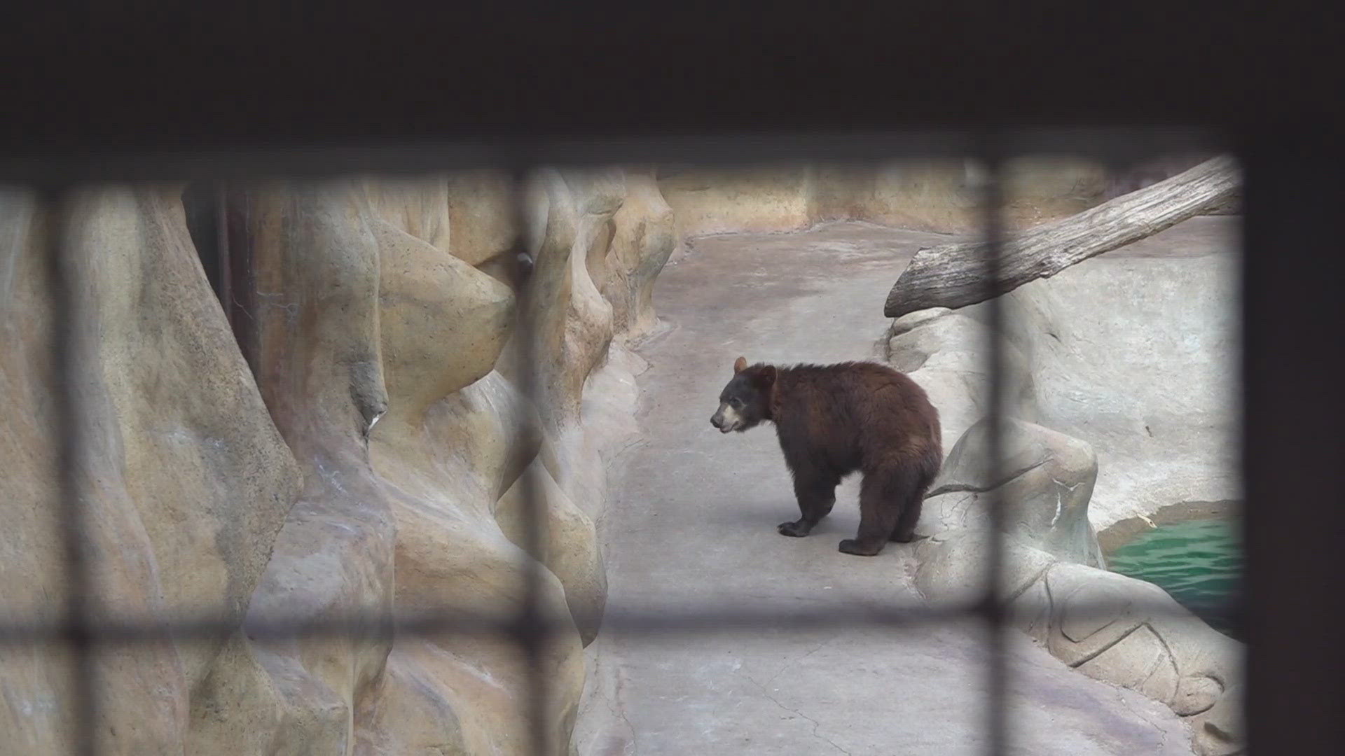 Phoenix joins PETA in urging a Pigeon Forge store to release two captive bears, sparking debate over animal welfare and tourist tradition.