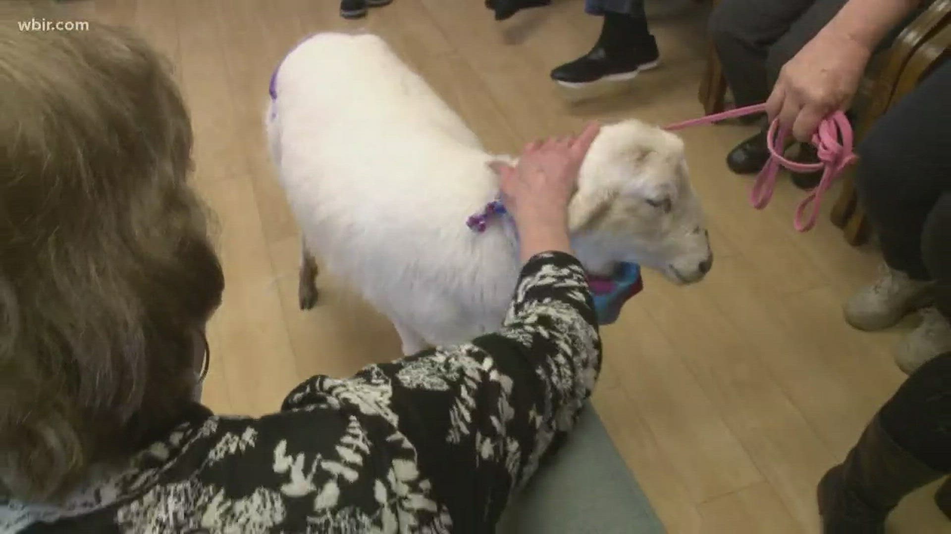 Destiny the therapy lamb lets people pet her so they will feel better. Live at Five at Four 2-27-18