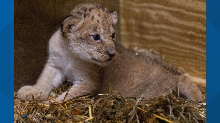 Zoo Knoxville grieves tragic death of lion cub