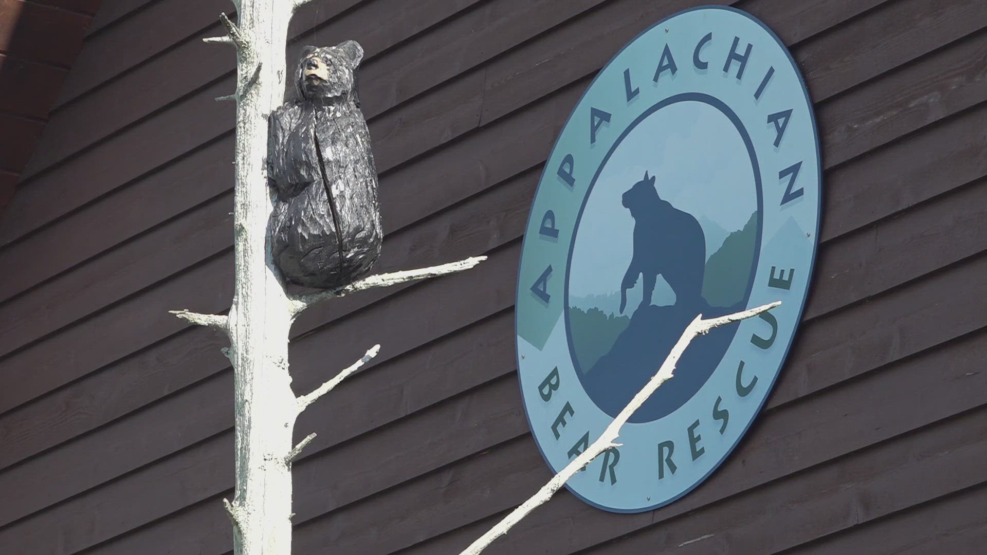 ABR said the bears were repeatedly getting into broken bear-resistant trash bins, opening and entering unlocked vehicles and visiting porches with people on them.