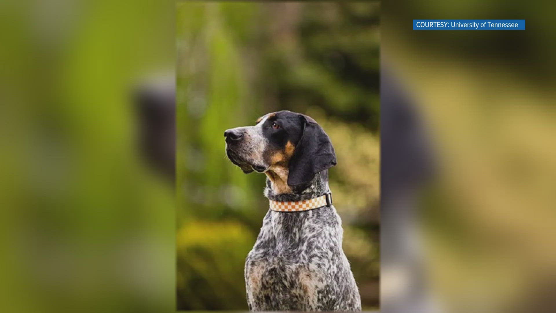 Smokey XII, a 2-year-old rescue, set to make his debut at the