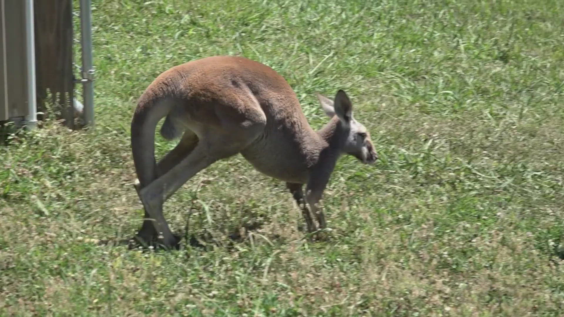 The zoo received a call about wild kangaroos on the loose when they later learned the two kangaroos belonged to a resident.