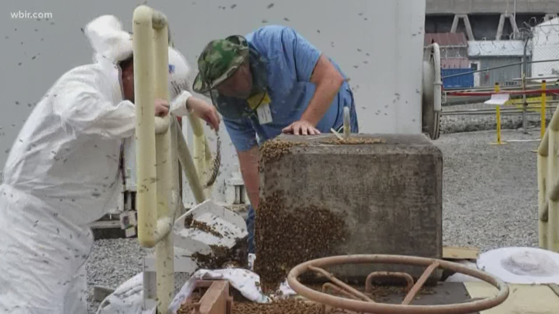 A swarm of honeybees discovered at Watts Bar Nuclear Plant last May is thriving months after being relocated.