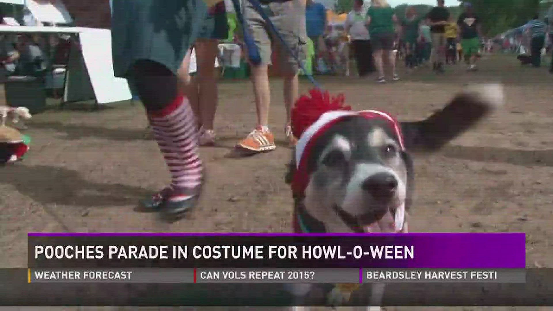 Pooches come out in costume to celebrate the fourth annual Howl-O-Ween.