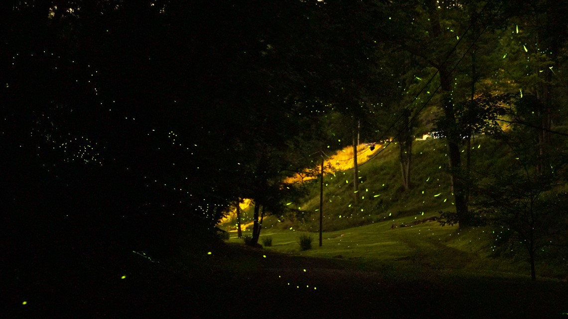 A composite image showing hundreds of fireflies flashing at night