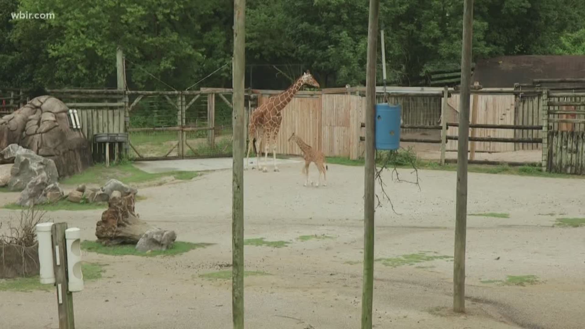 Big news about a little giraffe at Zoo Knoxville -- it's a girl!