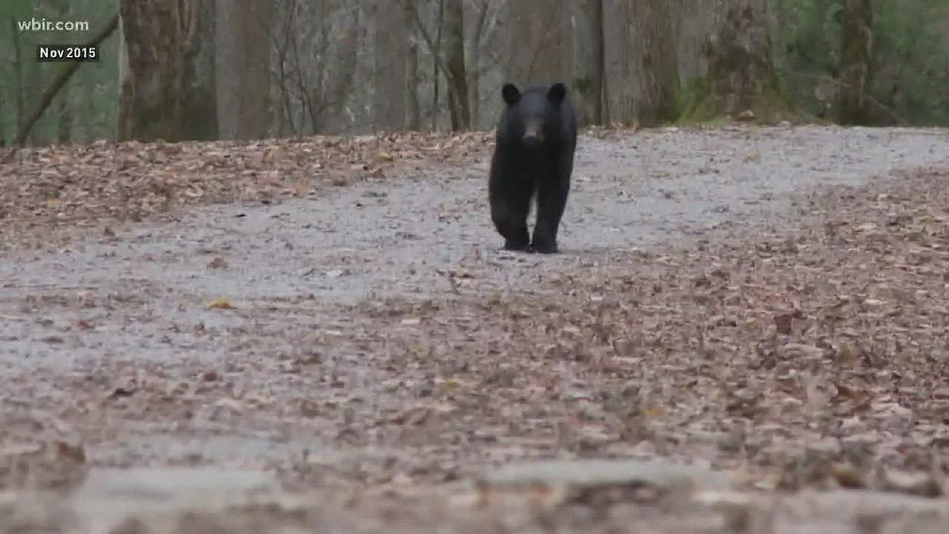 Bear activity picks up with Spring conditions