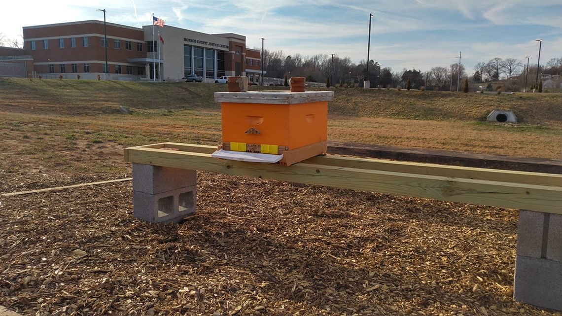 The Buzz Bee colonies move into Monroe County Beekeepers Apiary