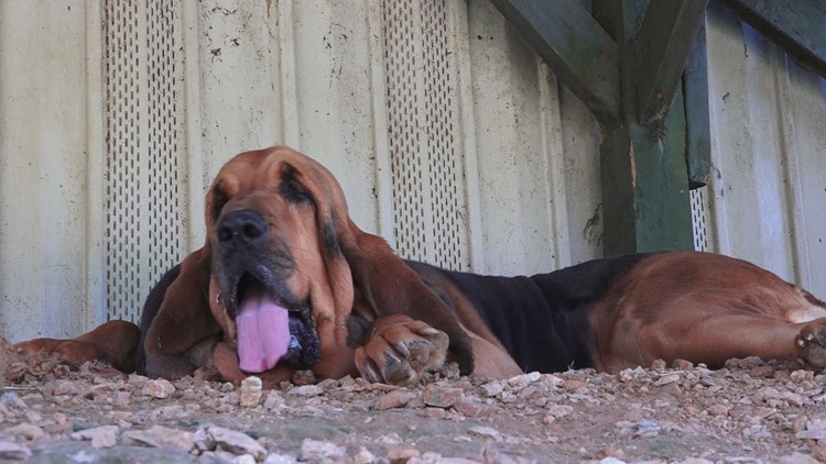 Droopy eyes, big ears & slobbery smiles | Bloodhound Rescue needs donations