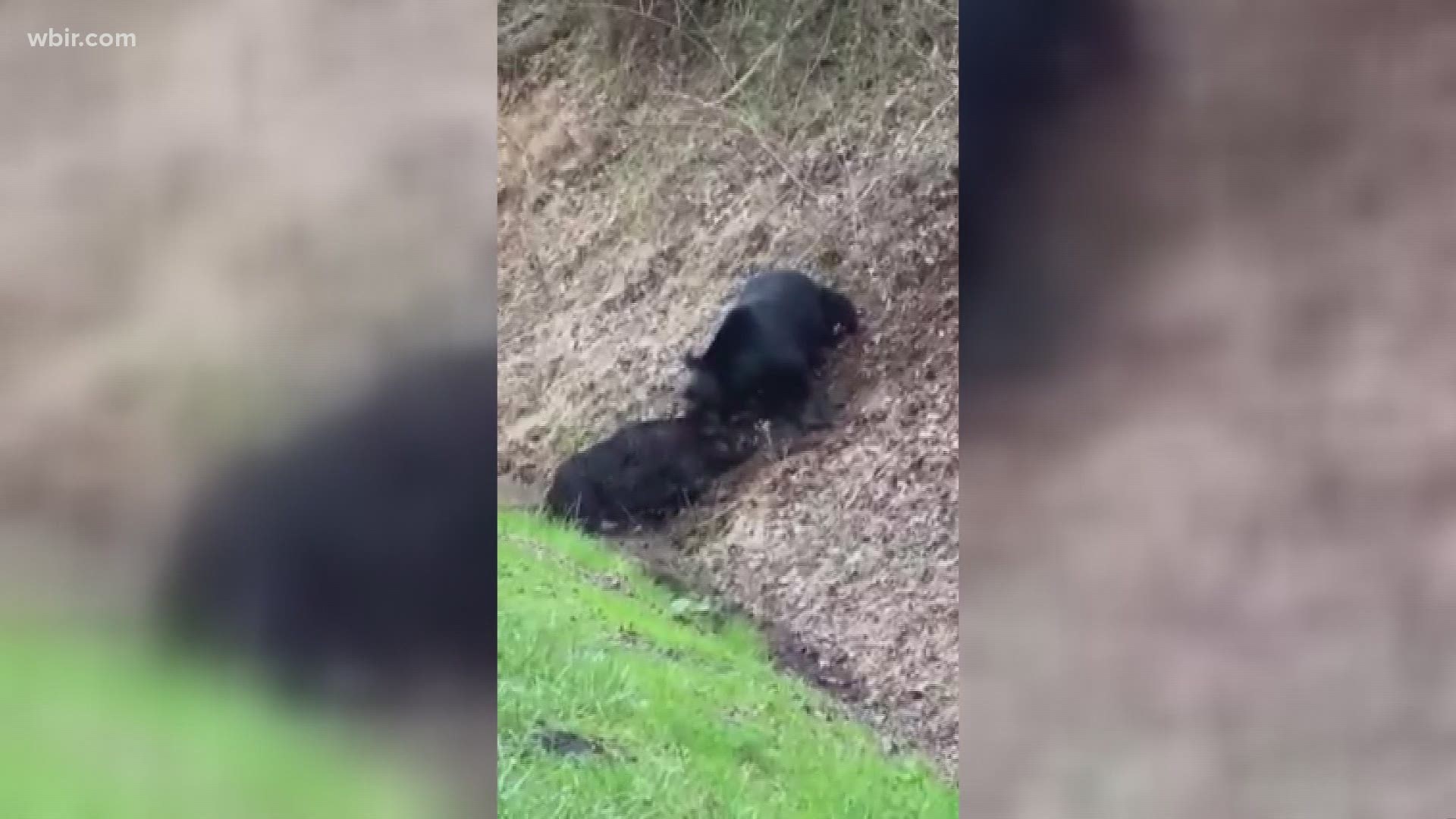 A bear was caught on video attacking a wild hog, and experts say this is  typical bear behavior 