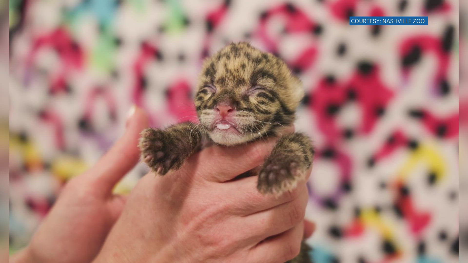 The little cub was born last month and is the first-ever clouded leopard to be born from artificial insemination. 