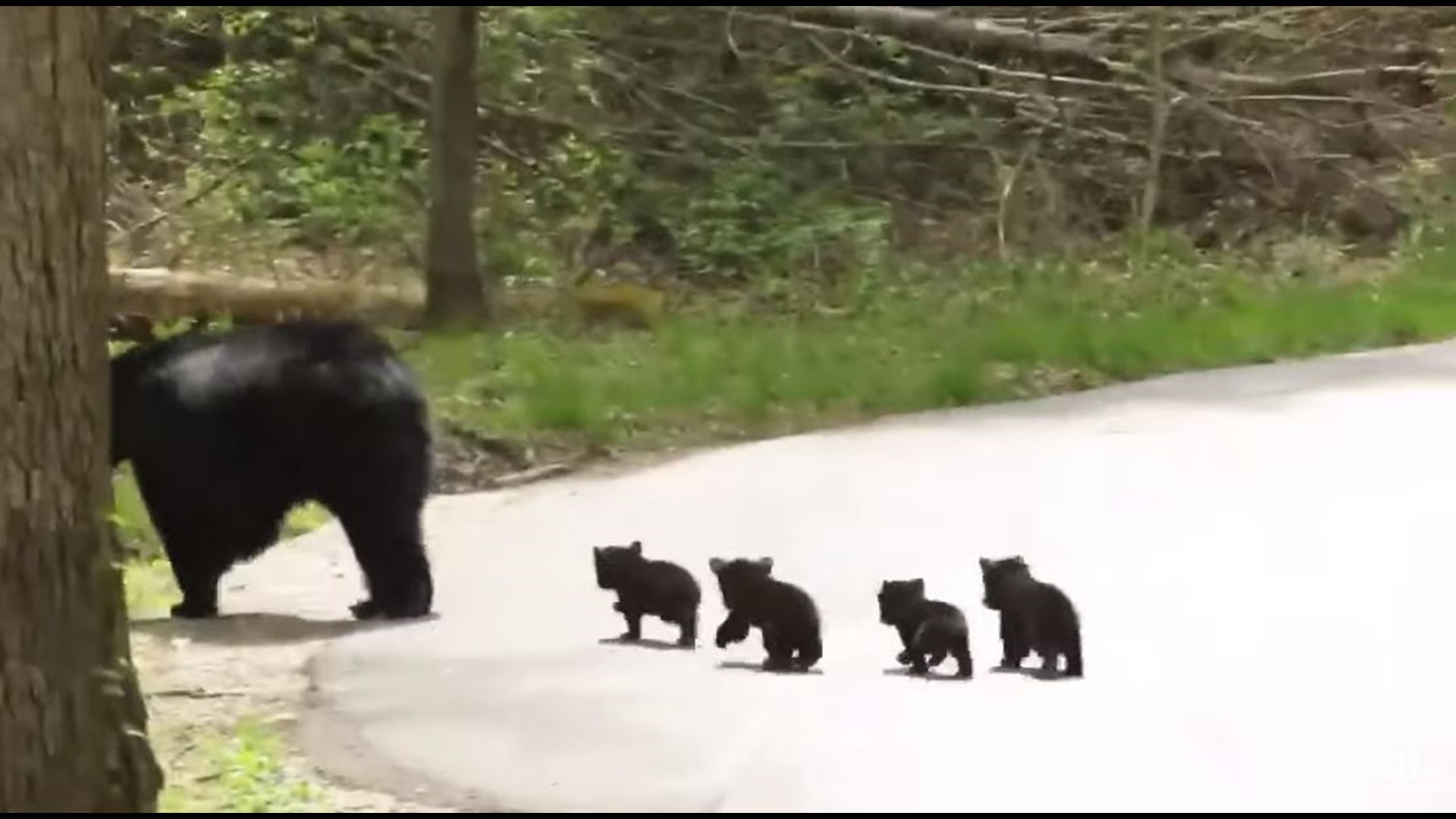 Momma bear & four tiny cubs adorably cross the road in the Smoky ...