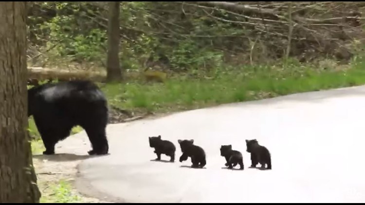 Momma bear & four tiny cubs adorably cross the road in the Smoky Mountains | wbir.com