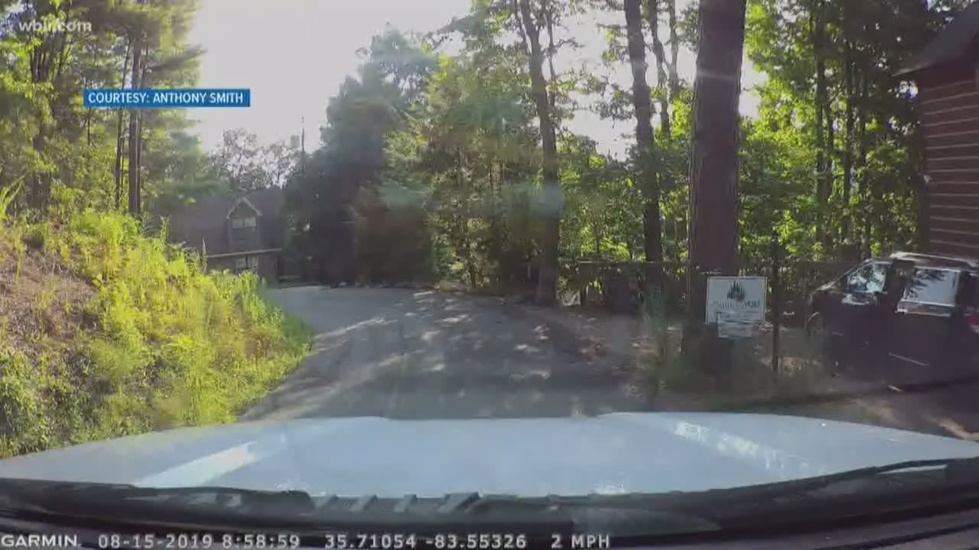A bear and her cubs broke into a van in Gatlinburg.
