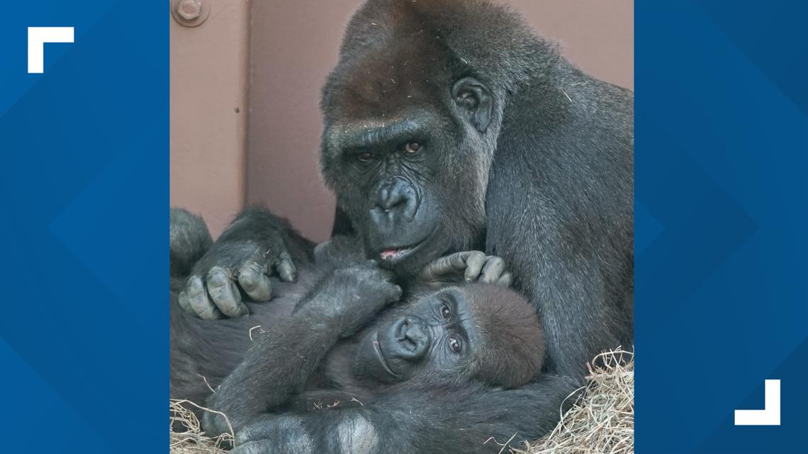 Zoo Knoxville mourns loss of gorilla Kowali at age 47 | wbir.com