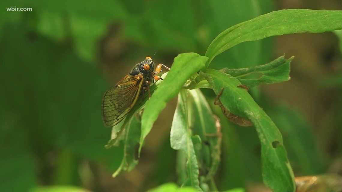 See you later, Cicadas! Millions of Cicadas leaving East TN