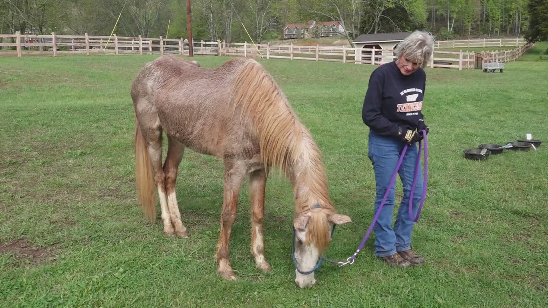 Annual Dancing for the Horses fundraiser helps rescue abused horses ...