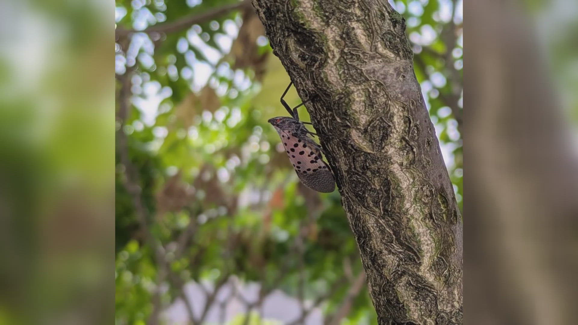 Invasive spotted lanternflies found in Knox County | wbir.com