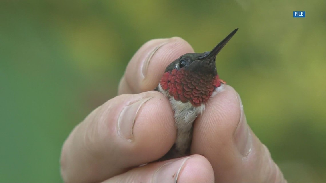 Ijams to celebrate its hummingbird festival on August 13 - Vimarsana News
