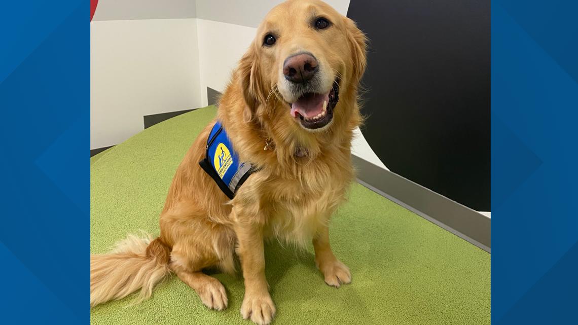 New Tennessee law allows 'facility dogs' in courtrooms with judge's approval