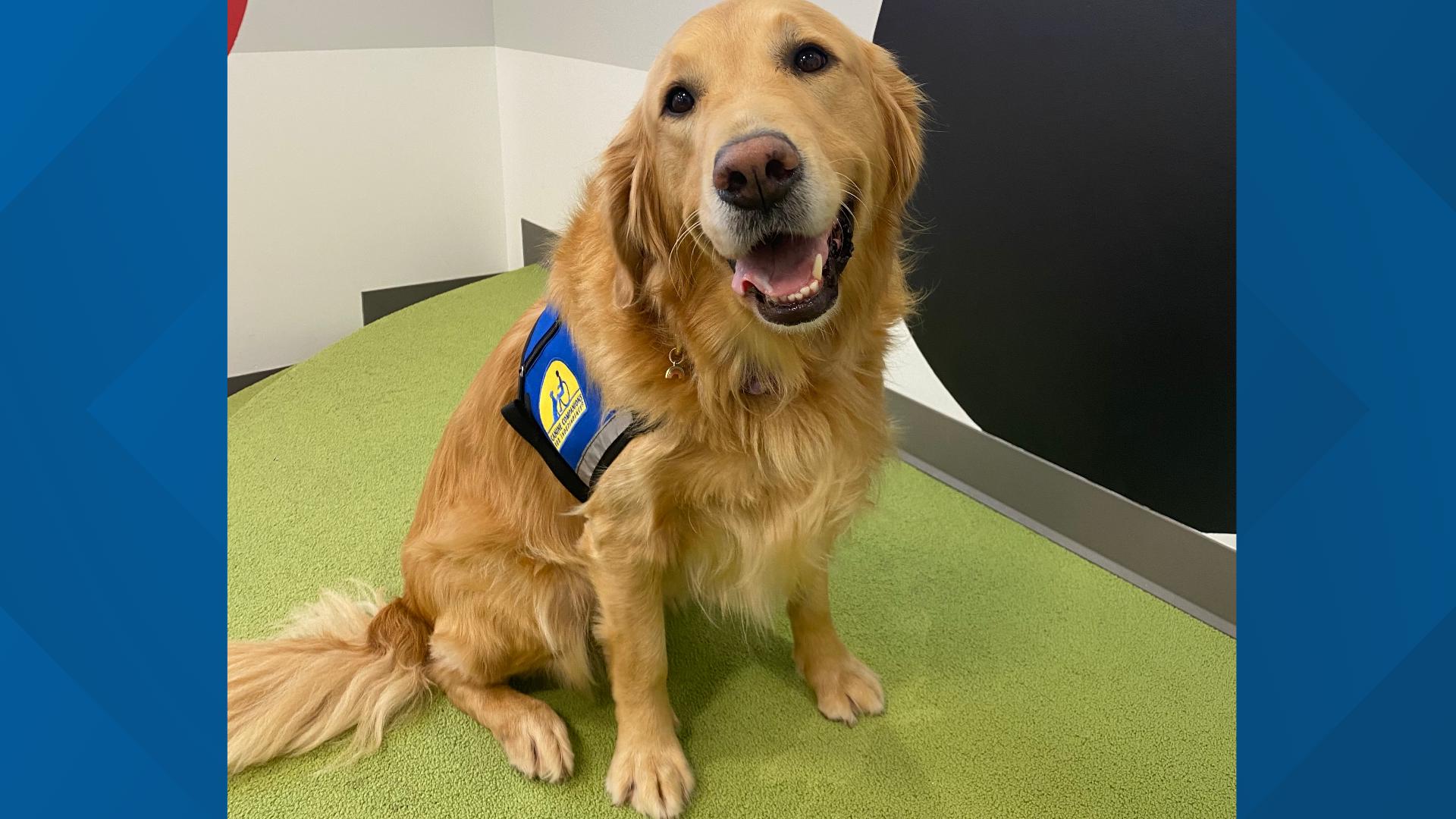 New Tennessee law allows 'facility dogs' in courtrooms with judge's ...