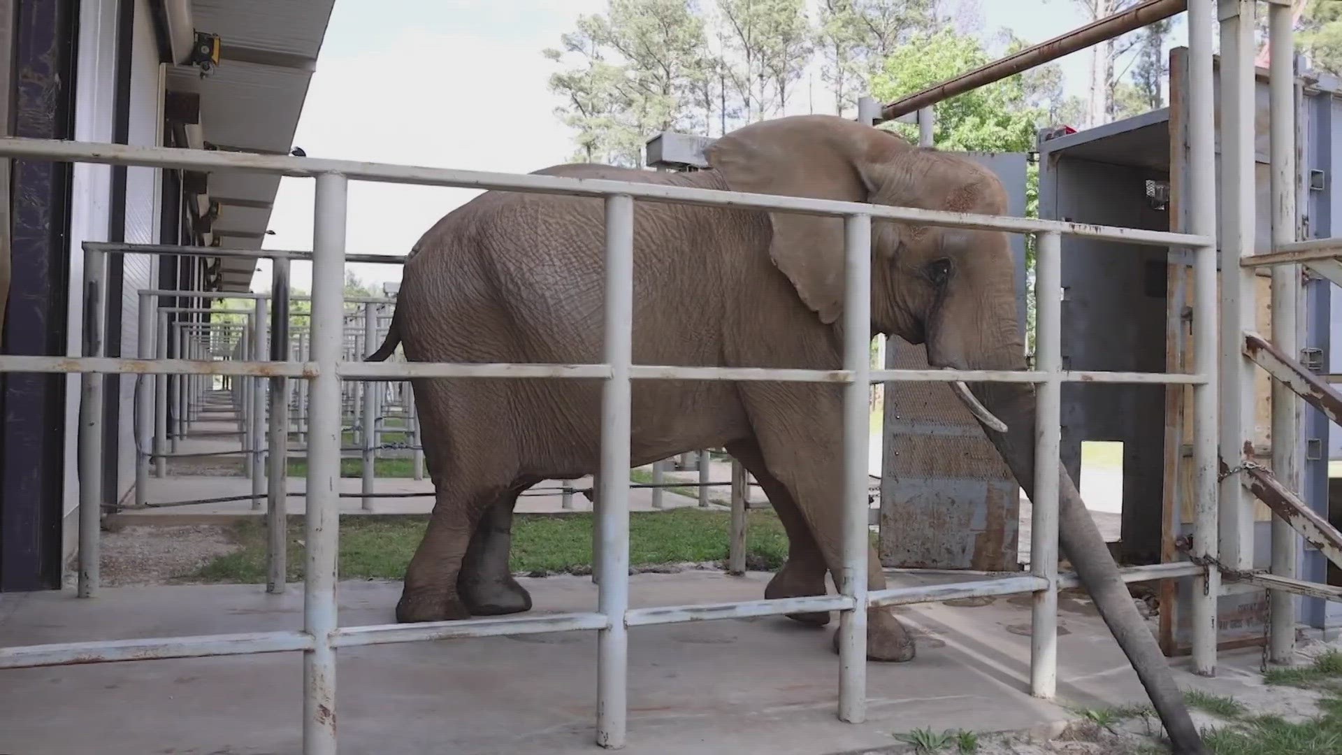 The Elephant Sanctuary is located in Hohenwald and is part of Jana's care plan to make sure she has companionship for the rest of her life.