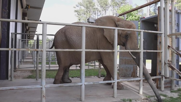 Zoo Knoxville moves Jana, 42-year-old elephant, to new home at The Elephant Sanctuary