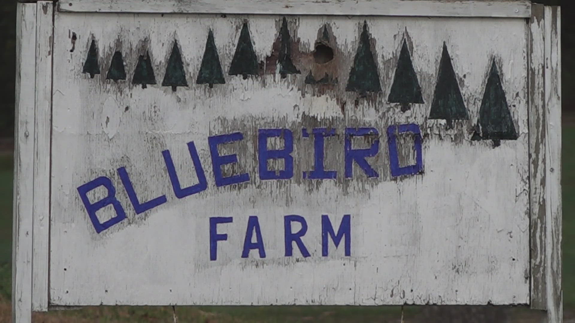 Bluebird Christmas Tree Farm is donating a portion of its proceeds from 800 Fraser firs to support North Carolina farms devastated by Hurricane Helene.