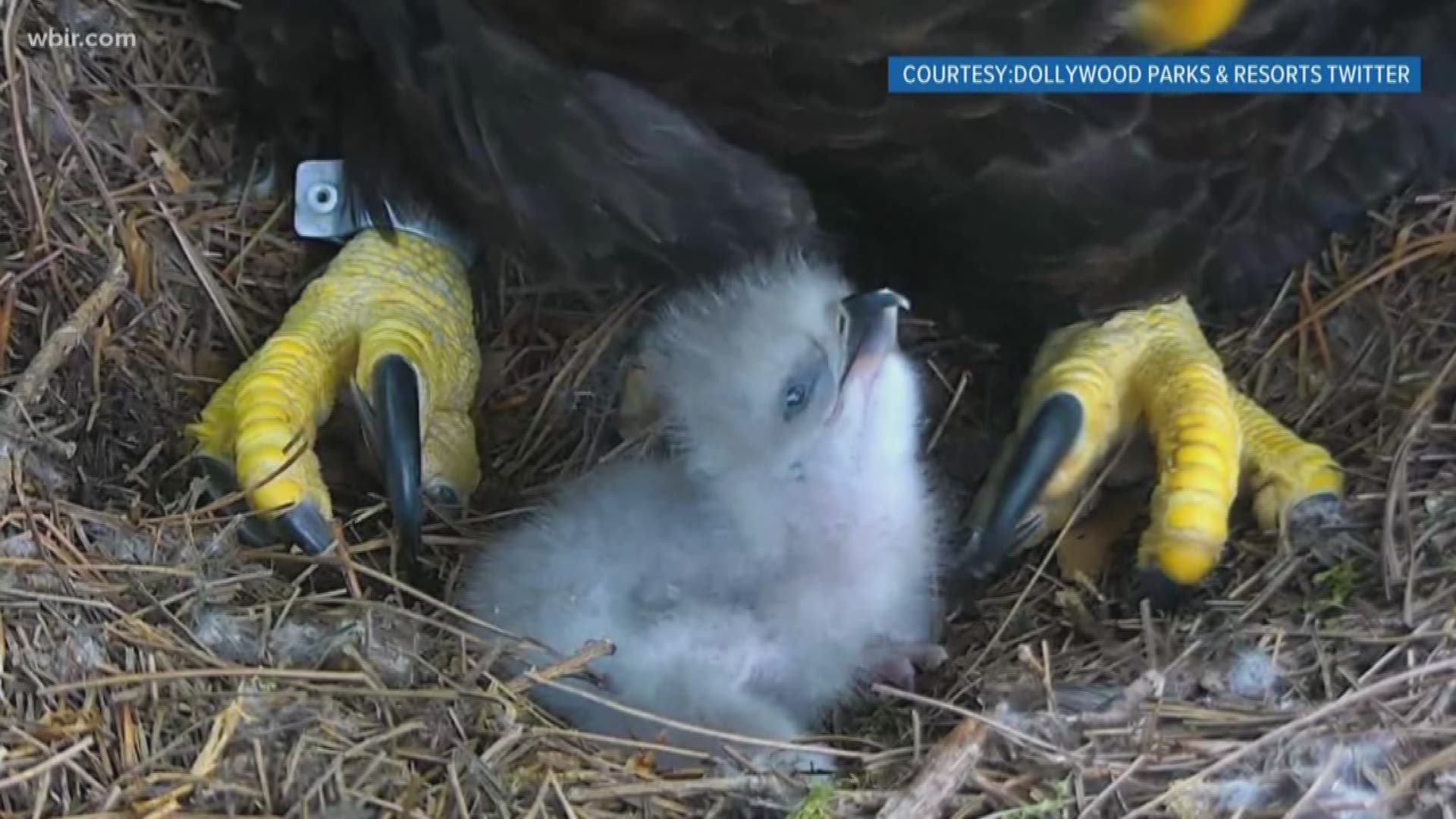 Dollywood and the American Eagle Foundation are welcoming a new baby eaglet that was born Wednesday.