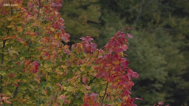 Leaves begin changing colors in the Great Smoky Mountains