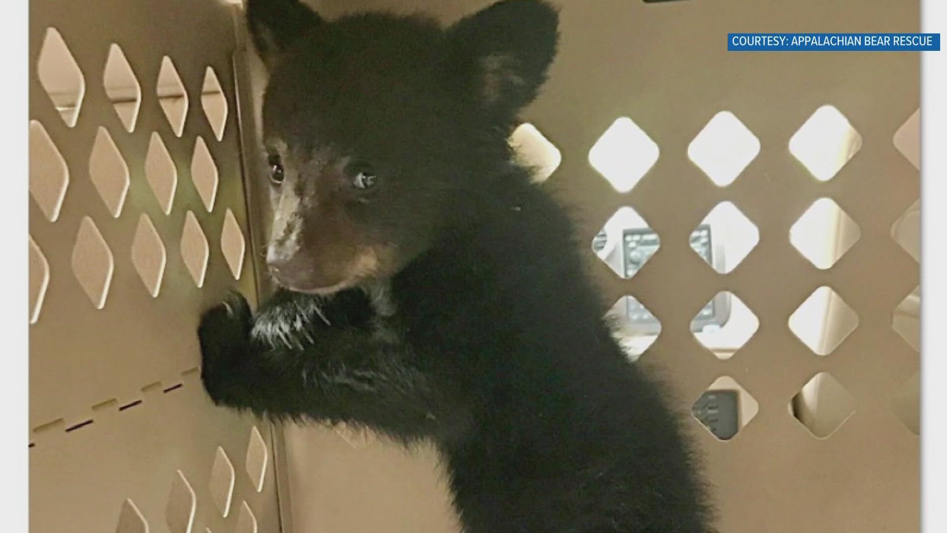 The Appalachian Bear Rescue declared Sunday, Jan. 22 the official birthday for black bears!