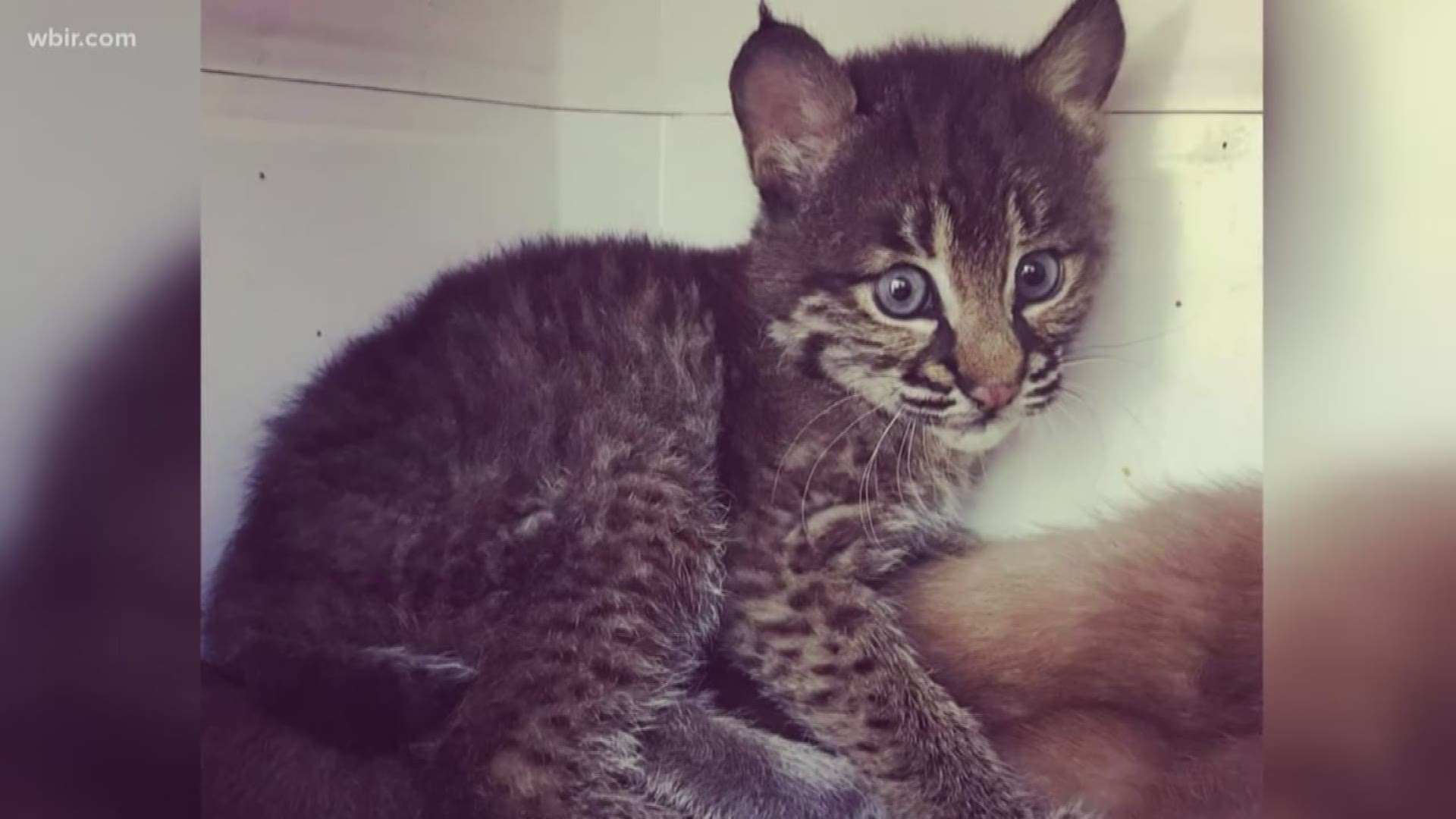 A wild animal rescue has a new addition thanks to an honest mistake by an animal lover.