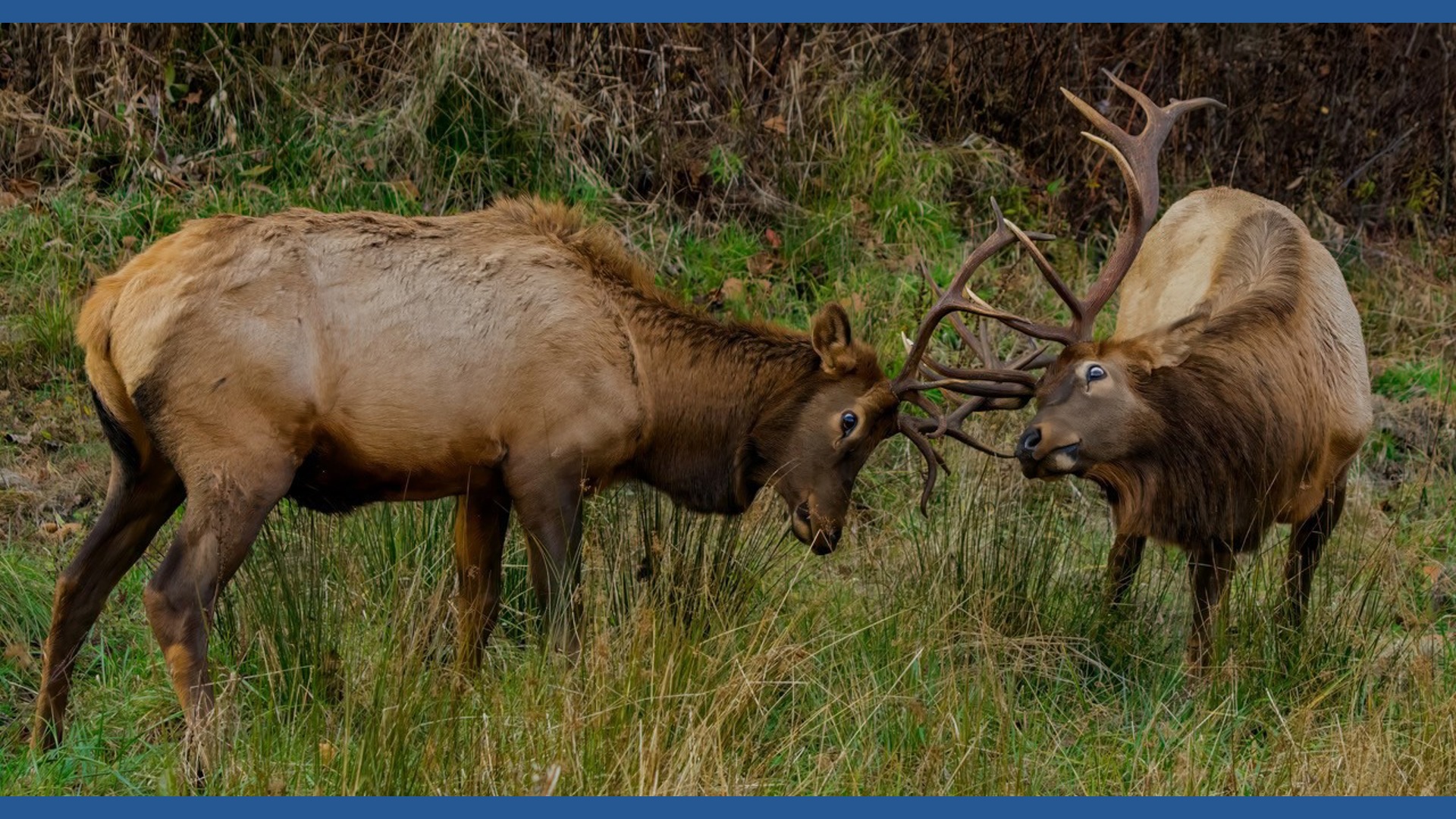 What to know as annual elk 'rut' begins in GSMNP | wbir.com