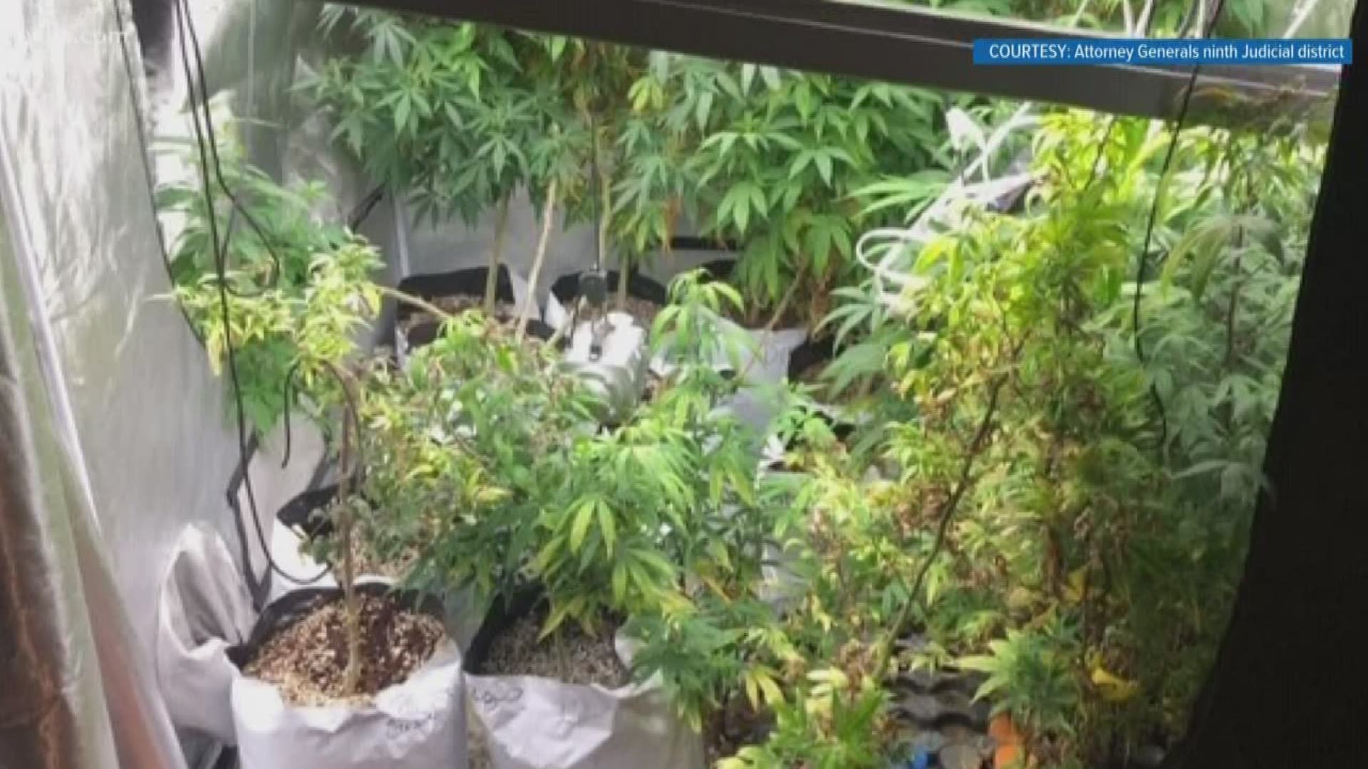 Lenoir City Police busted a large indoor marijuana grow operation and arrested the owner of an auto body shop.