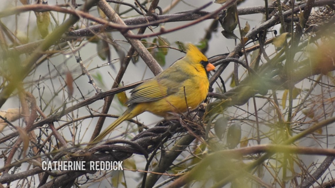 Rare Yellow Cardinal Photographed in Alabaster, Alabama