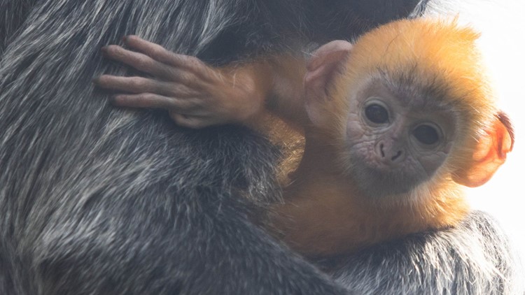 Zoo Knoxville welcomes new baby langur