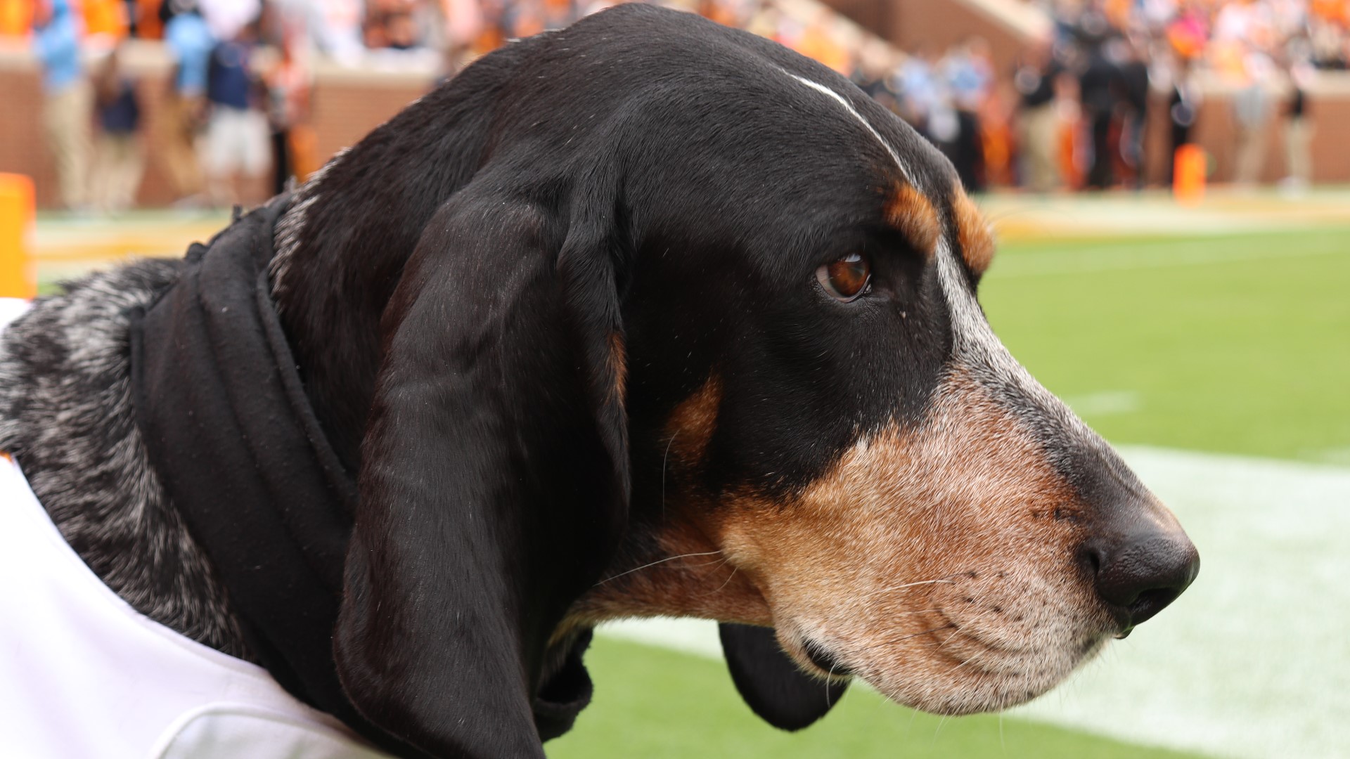 Tennessee mascot Smokey is celebrating 66 years on the sidelines | wbir.com