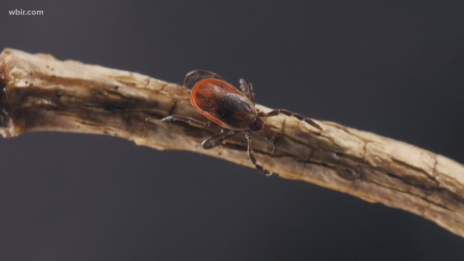 Lyme disease cases are on the rise in East Tennessee. That's according to doctors and researchers at UT. Last year, the health department says 26 cases of Lyme disease were reported statewide.