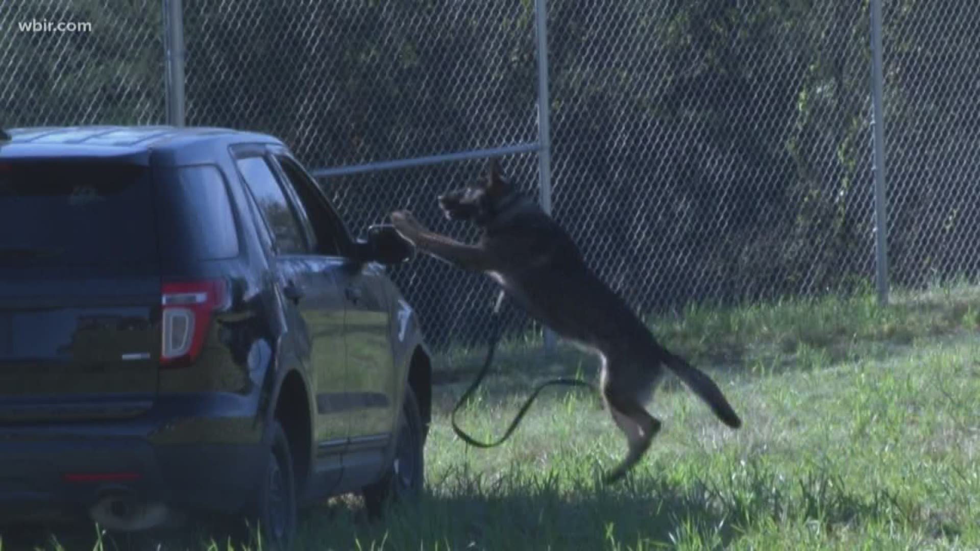 K-9 officers and their handlers demonstrated their skills on an obstacle course Friday.