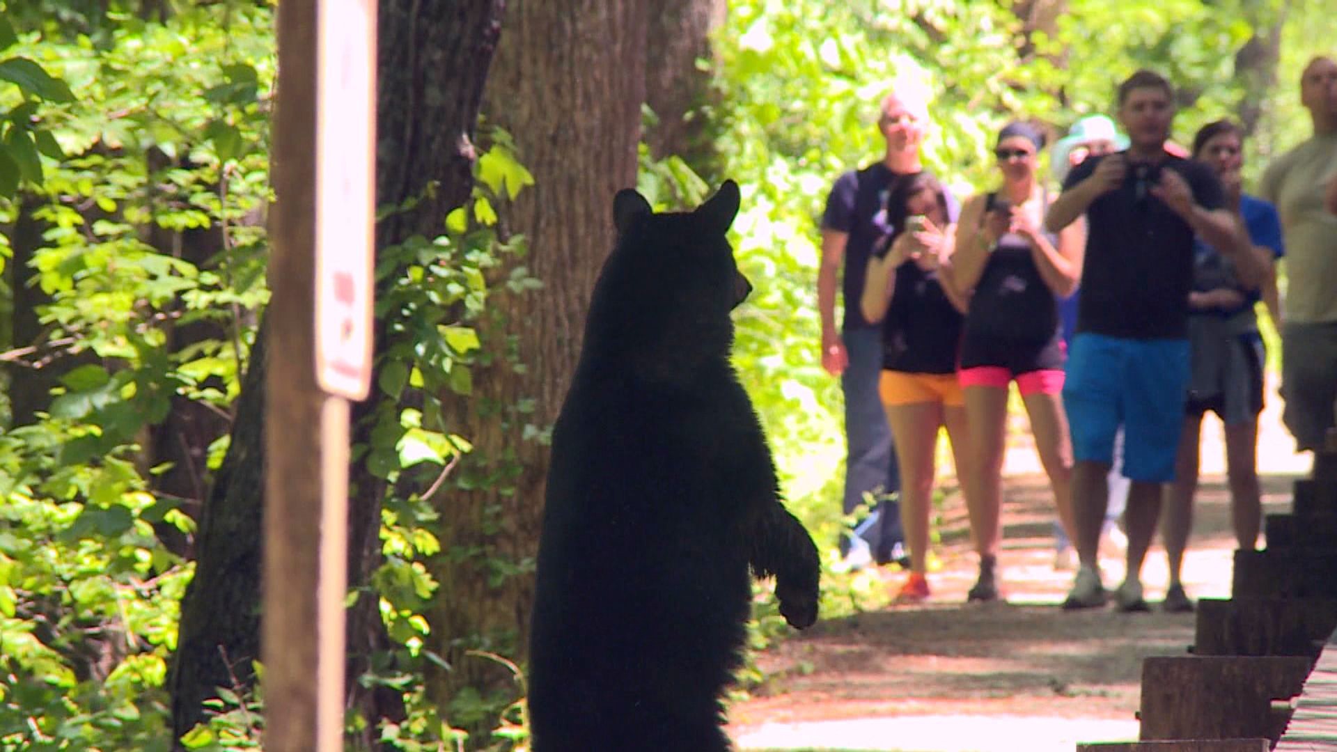 Tennessee Wildlife officials aim to educate millions of tourists about our iconic black bears by tracking and targeting the visitors' smart phones.