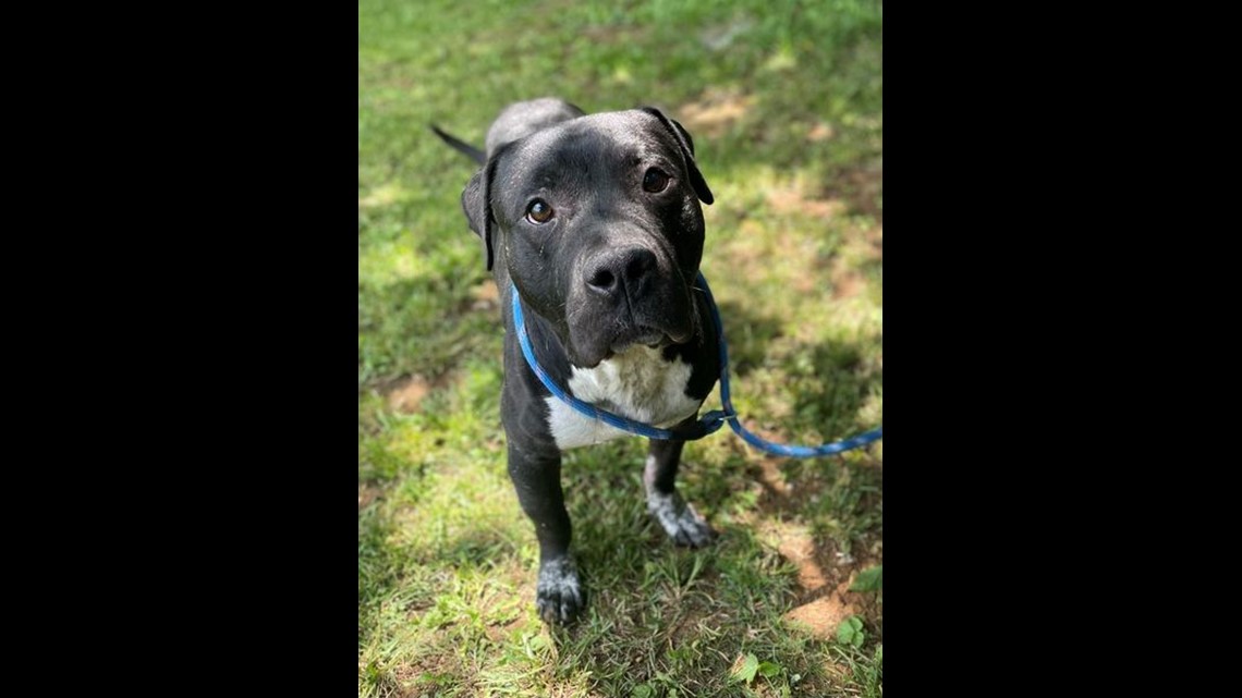 Morristown Hamblen Human Society closes shelter due to parvo