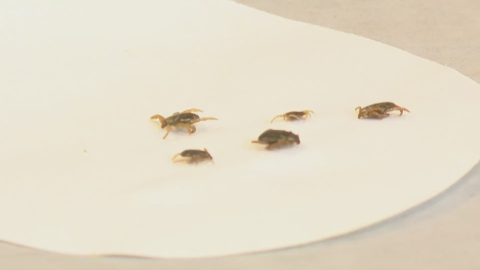 An expert at East Tennessee State University  says harsh winters limit how many of the insects survive.