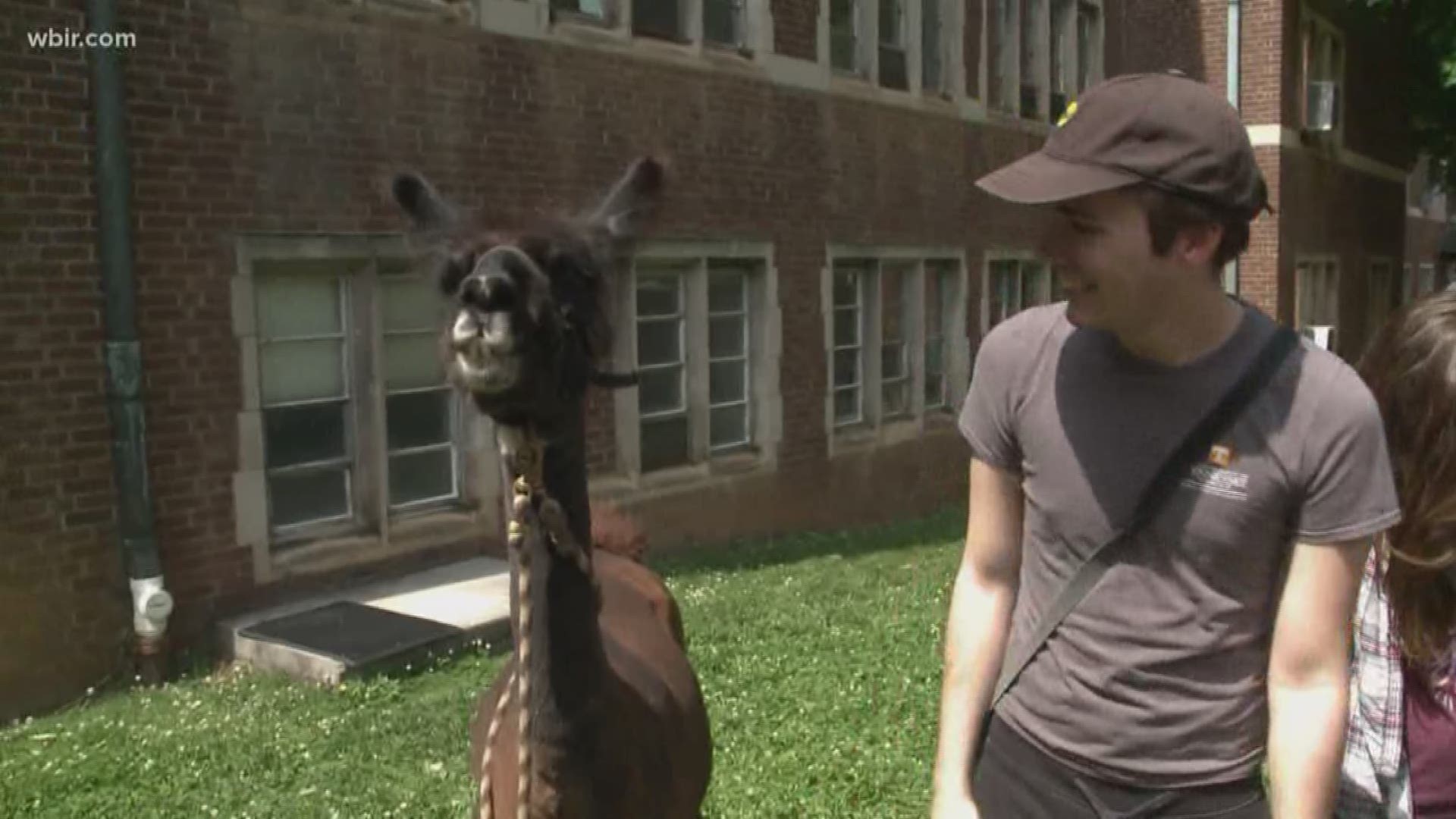Ahead of exams -- the university is trying to make studying less stressful for students by bringing in llamas.