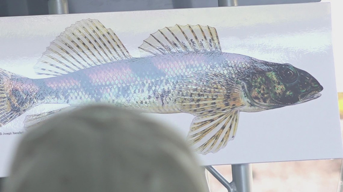 Snail darter taken off endangered list | wbir.com