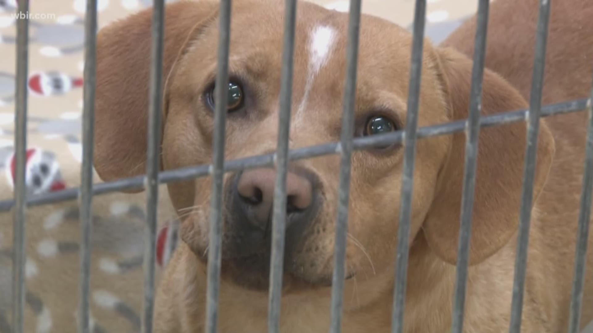 young williams animal shelter dogs