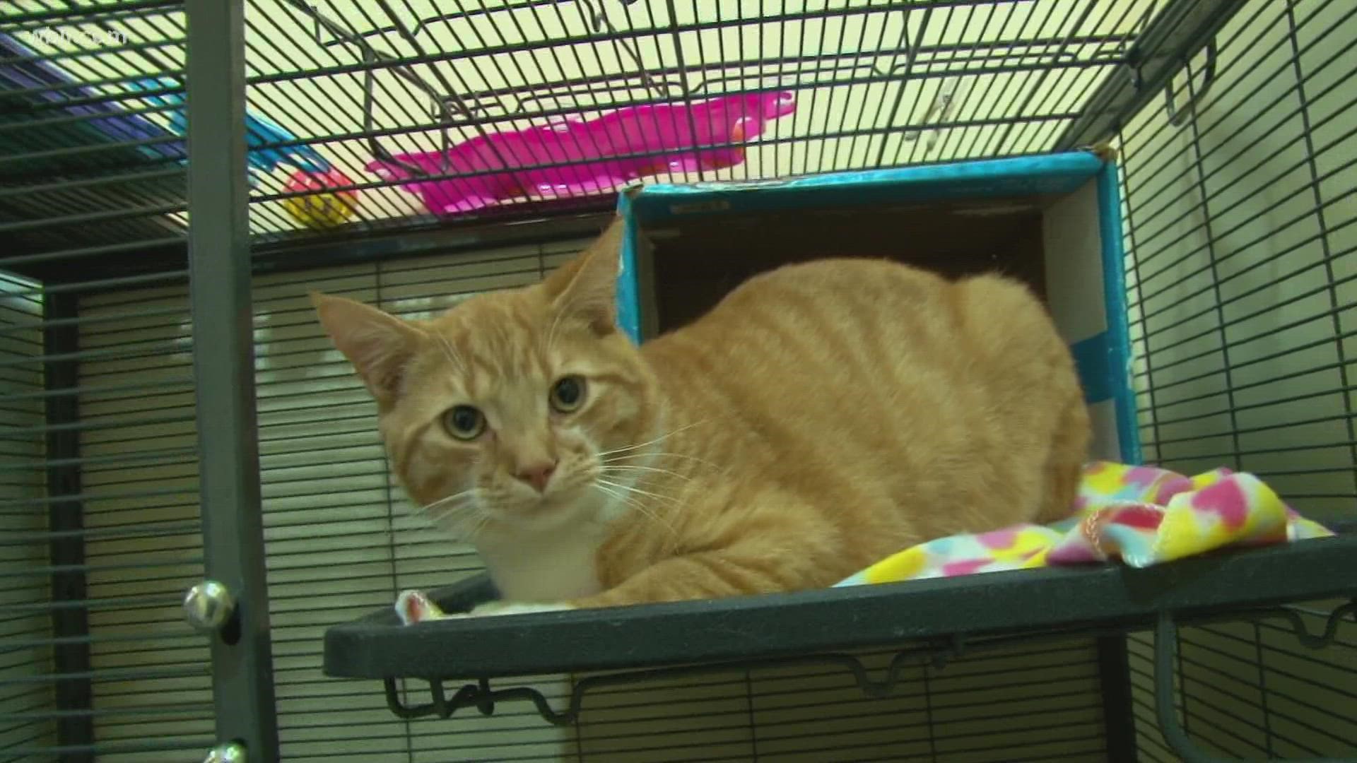 Blount Co. animals in need of forever homes 