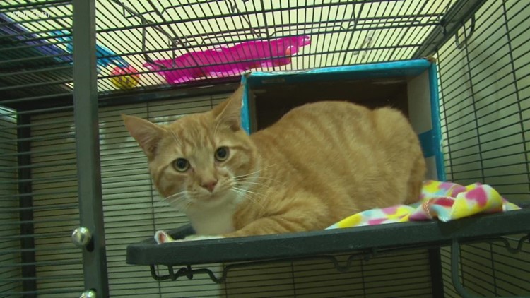 Blount Co. Animal Center searching for families to give pets in need homes after hitting capacity