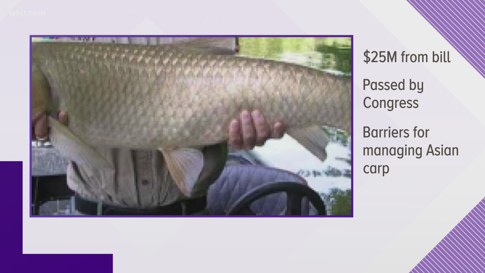 Fight to prevent spread of Asian Carp receives extra funding